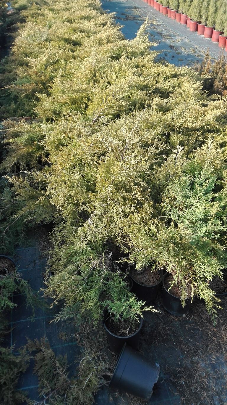 Juniperus chinensis Pfitzeriana Aurea