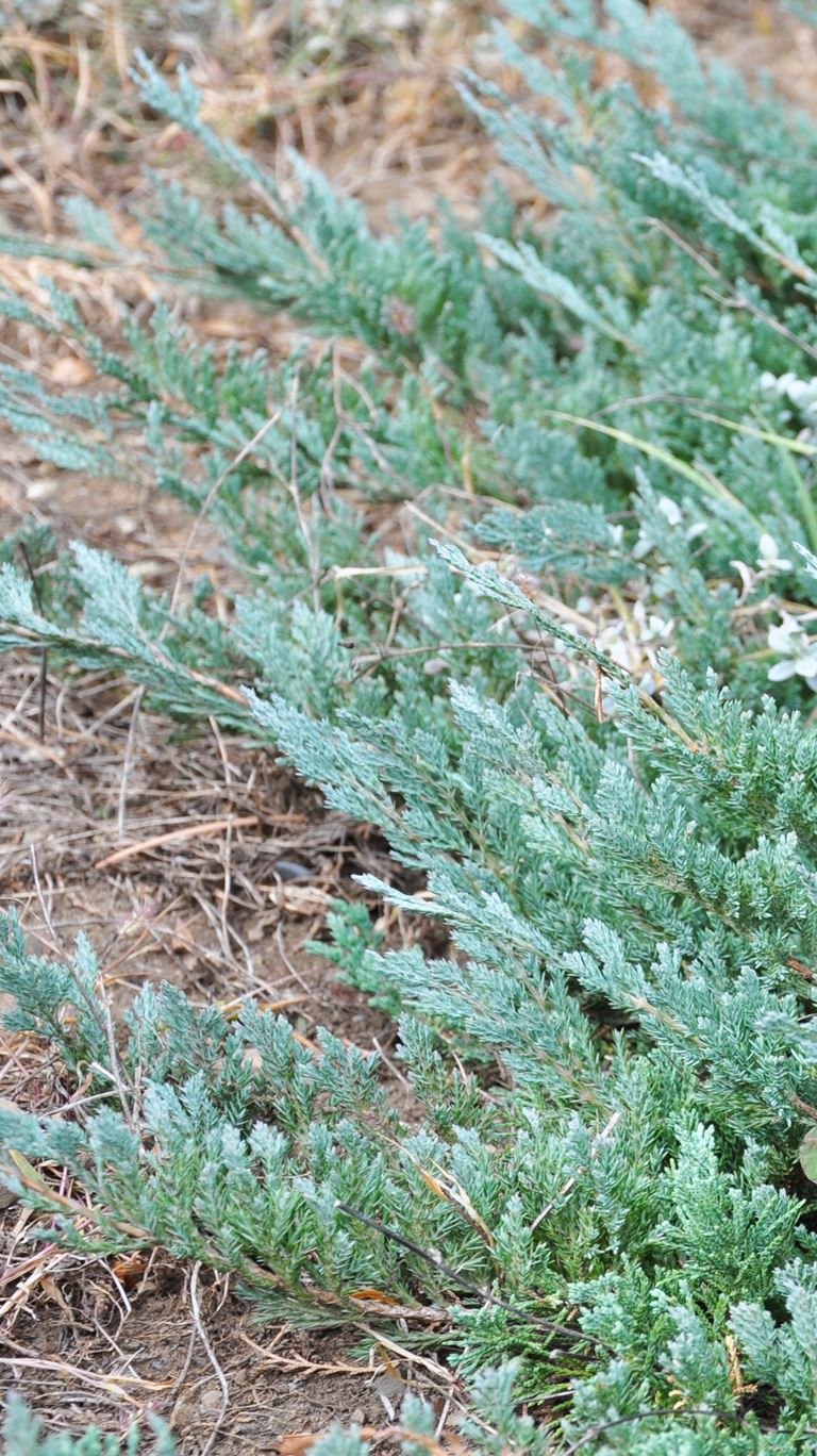 Juniperus horizontalis glauca