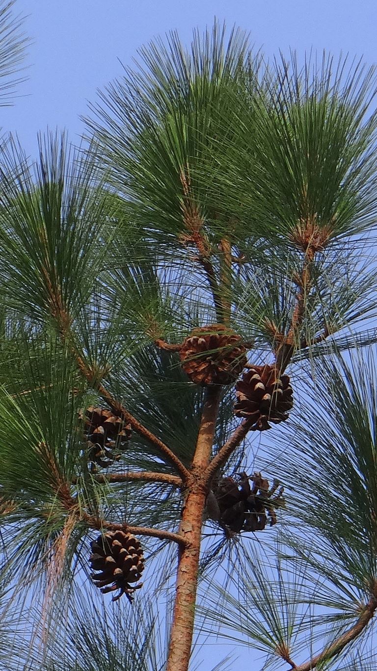 Pinus excelsa