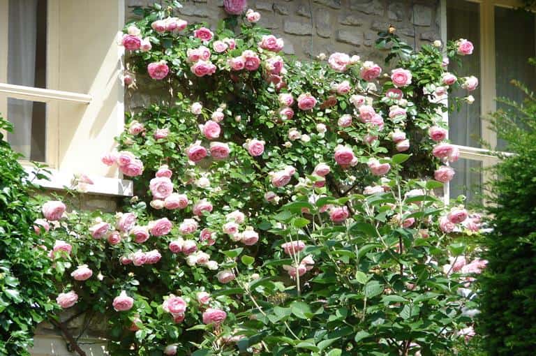 Rosa multiflora - Ruže puzavice